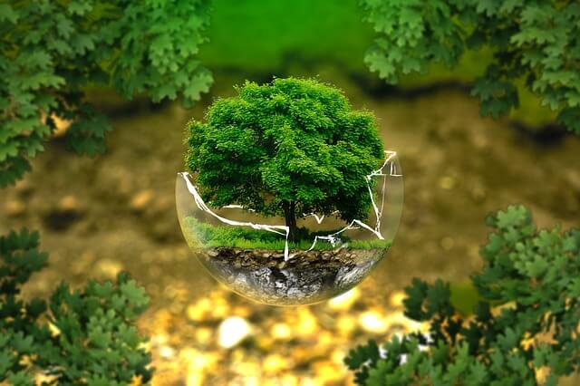 zielone małe drzewko w szklanej kuli w zielonym otoczeniu