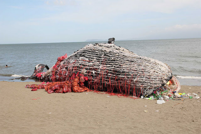 wieloryb na plaży z plastikiem w paszczy i owinięty w sieć